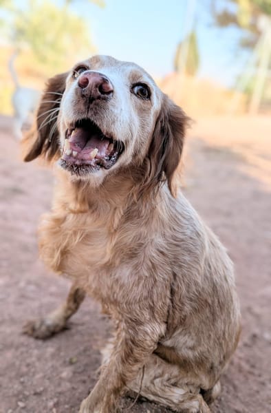 CHULA (Animalcazar)
