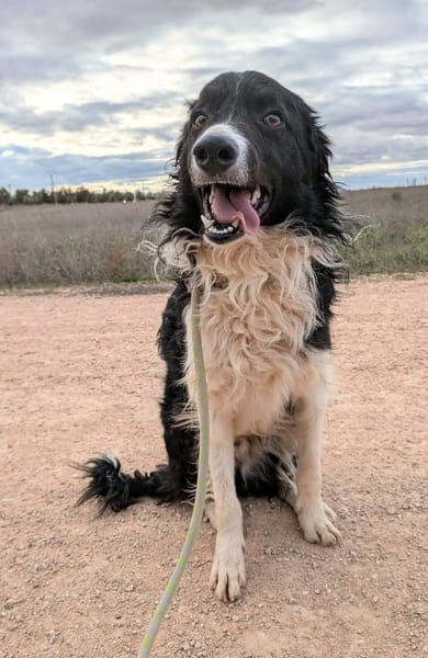 CASPER  (Animalcazar)