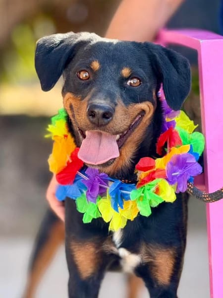 ROSCO (Maria)