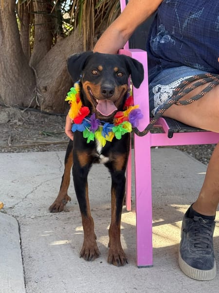 ROSCO (Maria)