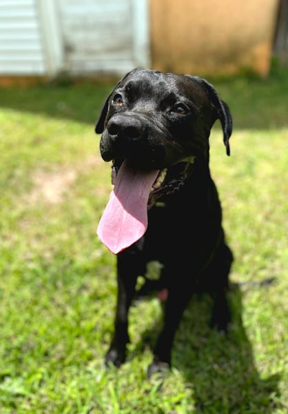 Tito, mâle croisé berger, né le 10/02/2022 🐶