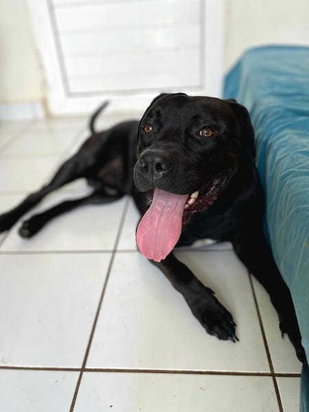 Tito, mâle croisé berger, né le 10/02/2022 🐶