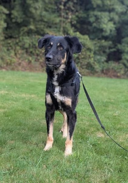 Anfängerhündin Cora❤sucht Familie