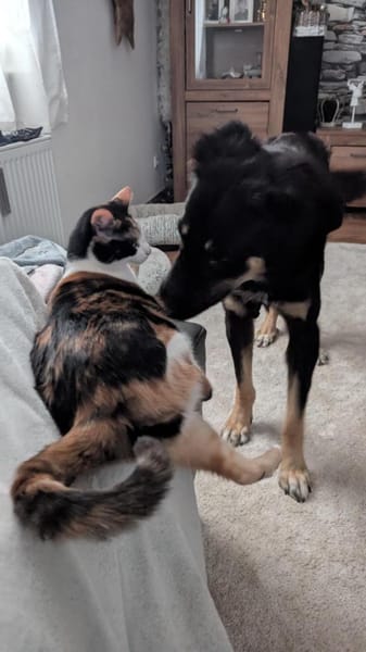 Anfängerhündin Cora❤sucht Familie