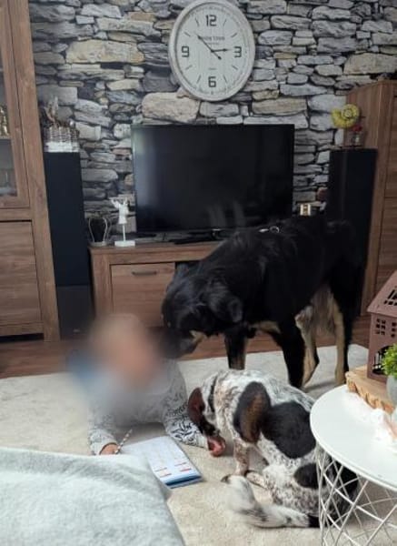 Anfängerhündin Cora❤sucht Familie