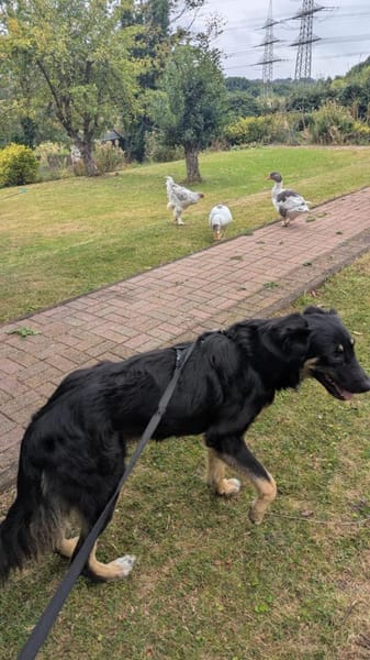 Anfängerhündin Cora❤sucht Familie