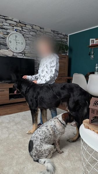 Anfängerhündin Cora❤sucht Familie