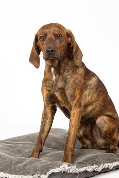 Piccio - toller Segugio Rüde