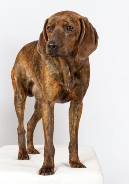Piccio - toller Segugio Rüde