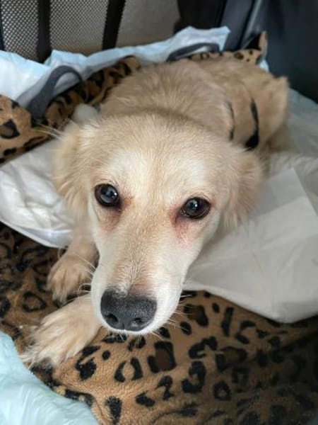 Elsa, zarte Hündin sucht aktive Familie