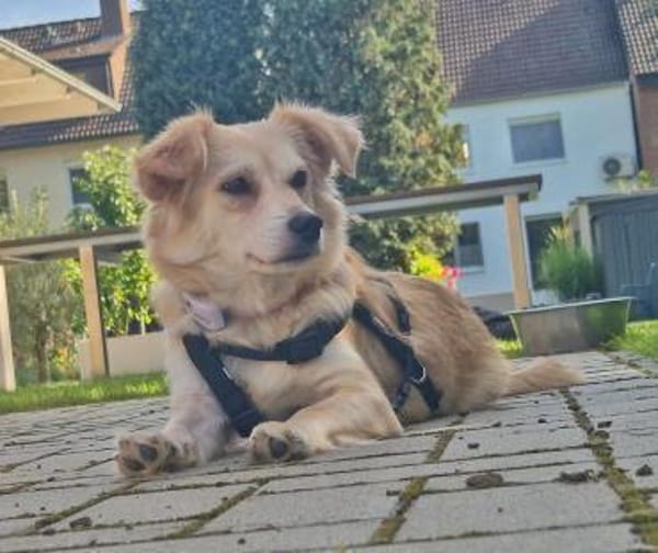 Elsa, zarte Hündin sucht aktive Familie