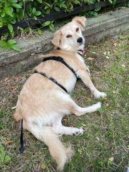 Elsa, zarte Hündin sucht aktive Familie