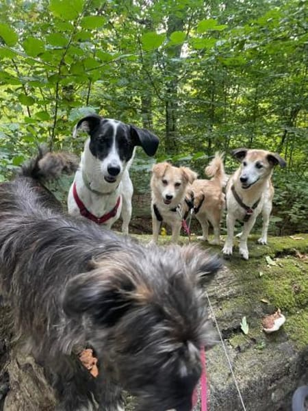 Elsa, zarte Hündin sucht aktive Familie