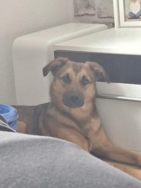 ❤Bell❤ sucht ein neues Zuhause
