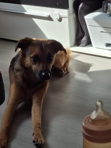 ❤Bell❤ sucht ein neues Zuhause