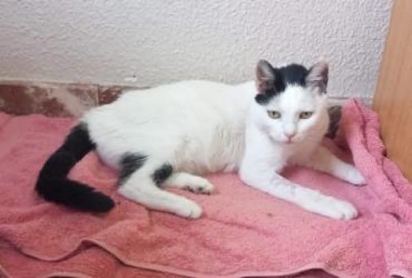 Liebe, sanfte Katze Chippy