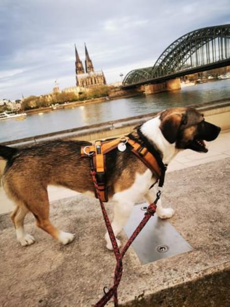 Rosie sucht ihre Menschen
