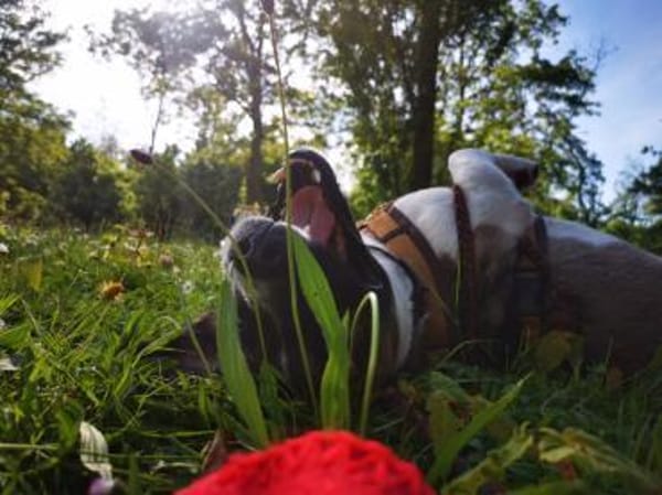 Rosie sucht ihre Menschen