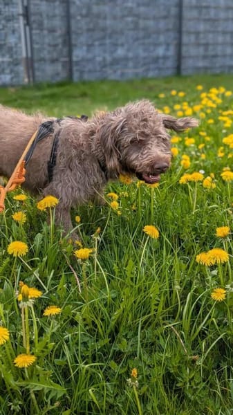 Nala - sucht ein für Immer Zuhause