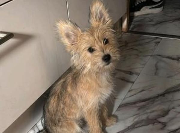 Lila💜 sucht ihre Familie