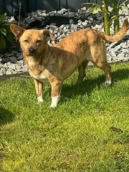Freya ❤ sucht ihre Familie