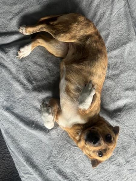 Freya ❤ sucht ihre Familie