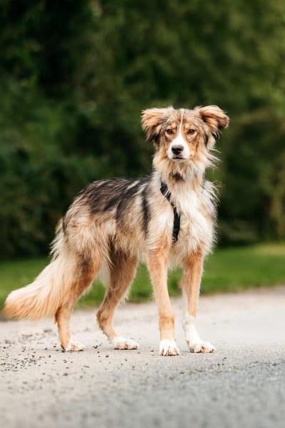 Fröhlicher Richy sucht sein Zuhause