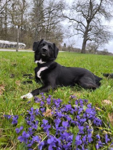 💙Lucky💙 sucht seine Familie