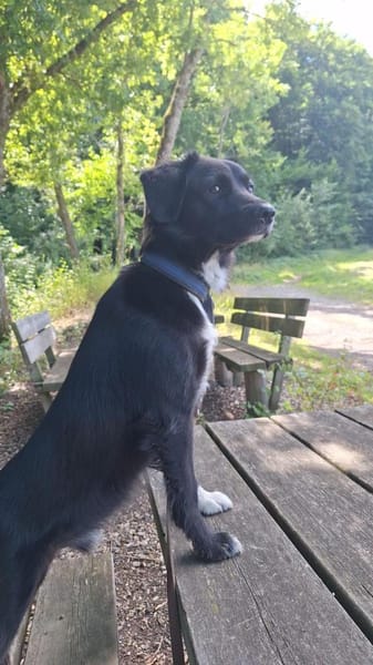 💙Lucky💙 sucht seine Familie