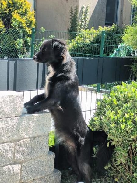 💙Lucky💙 sucht seine Familie