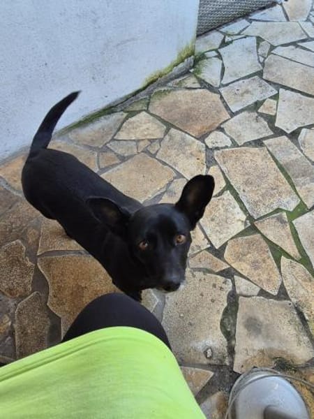Elsie ❤ sucht ihre Familie