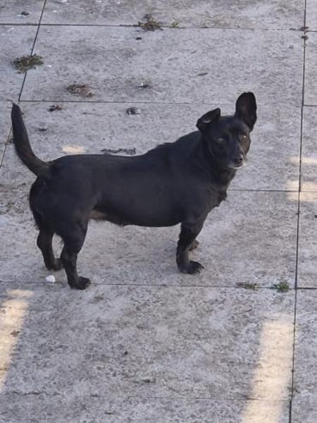 Elsie ❤ sucht ihre Familie
