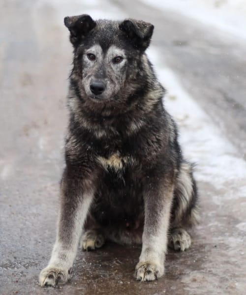 OSKAR - Er war halb erfroren in Jakutsk