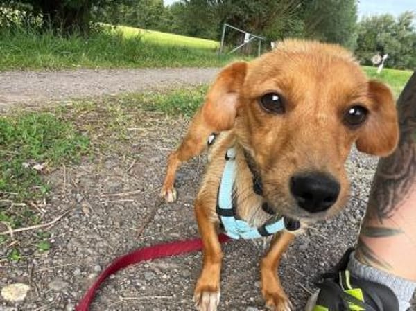 Nelly, will noch viel lernen