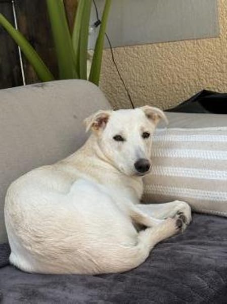 Menschenbezogene GAYA sucht ihr Zuhause!