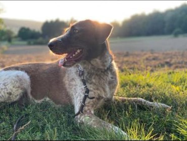 Rudi sucht zweite Chance
