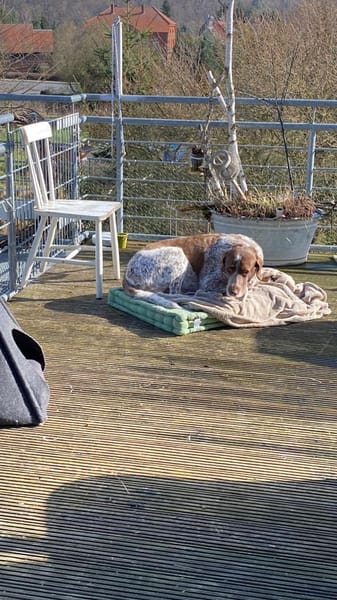 Rudi sucht zweite Chance