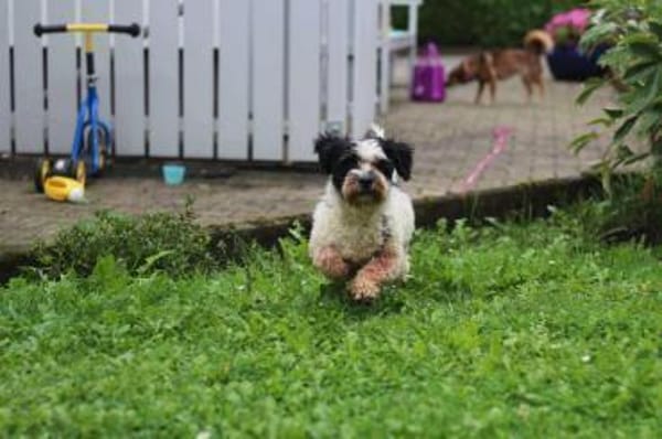 LENNY sucht sein Für-Immer-Zuhause