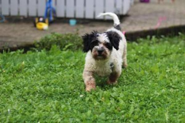 LENNY sucht sein Für-Immer-Zuhause