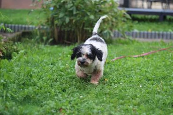 LENNY sucht sein Für-Immer-Zuhause