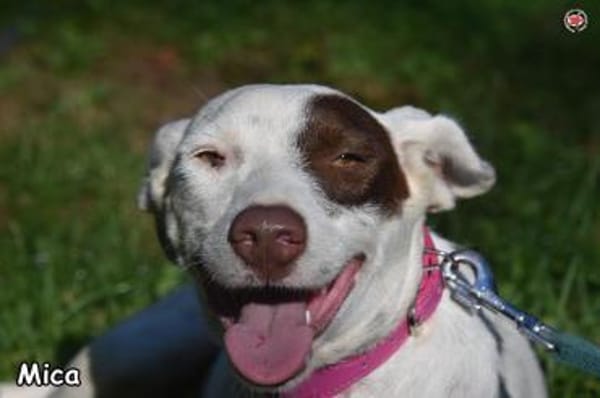 MICA