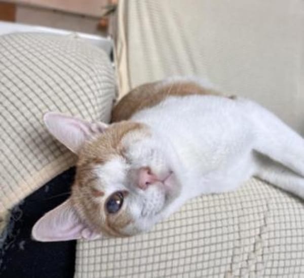 Liebevoller, aktiver Kater Eslovenia
