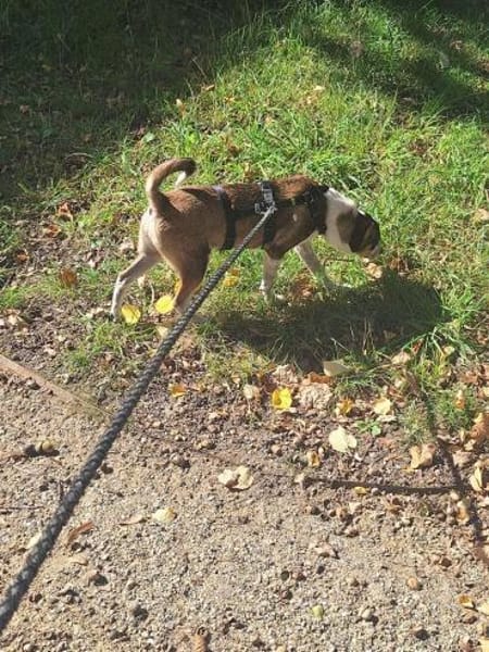 PERLINE sucht ihr Für-Immer-Zuhause