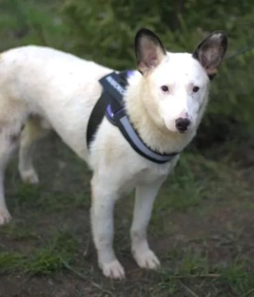USHAN - weiße Hundepersönlichkeit