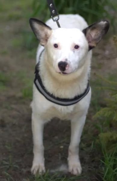 USHAN - weiße Hundepersönlichkeit
