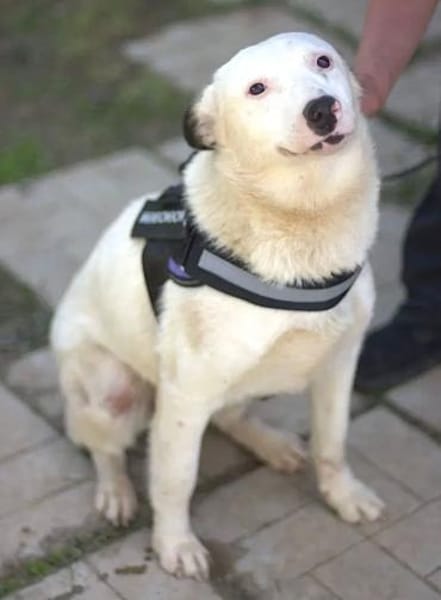 USHAN - weiße Hundepersönlichkeit