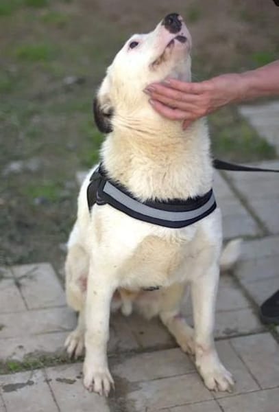 USHAN - weiße Hundepersönlichkeit