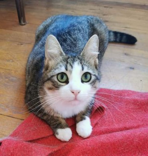 Kater Pursy sucht