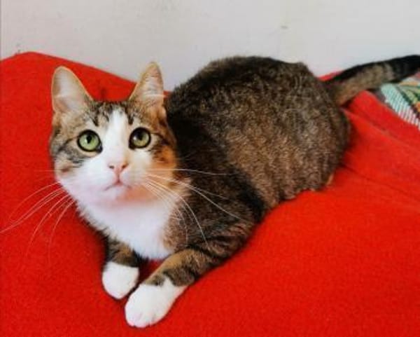 Kater Pursy sucht