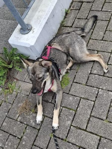 Süße Tammi sucht liebevolles Zuhause